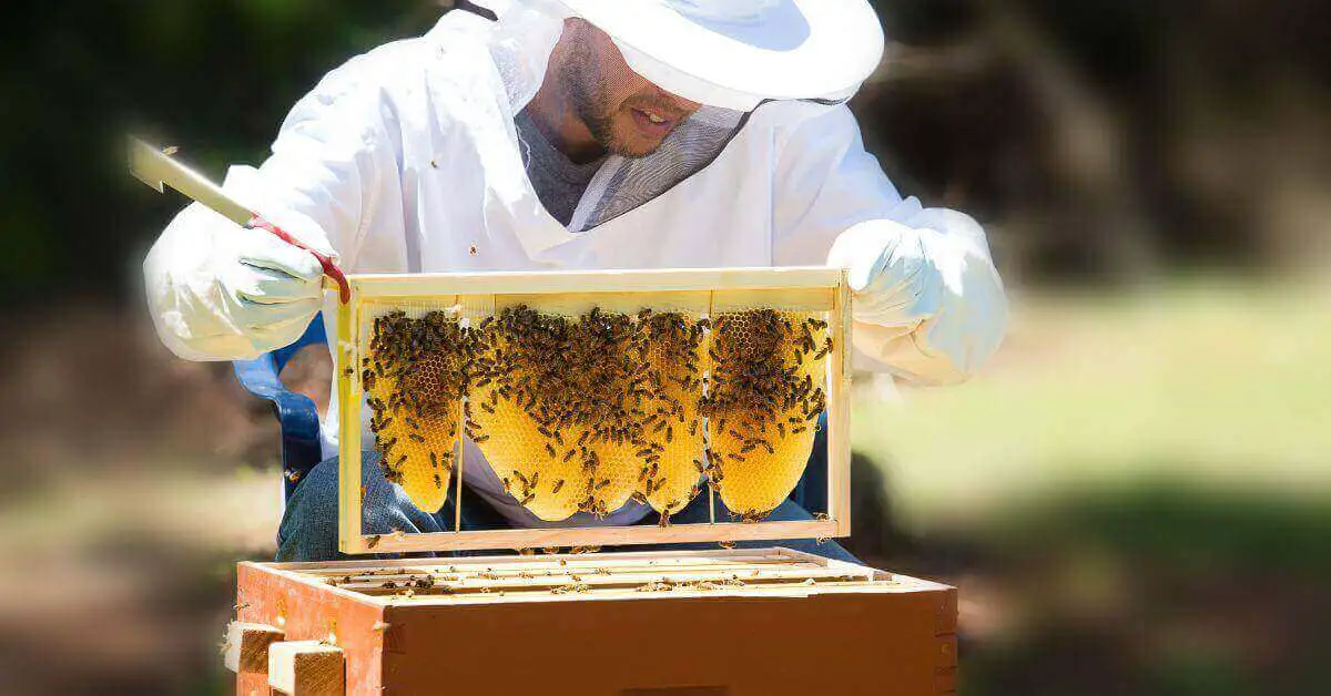 Bee keeping.