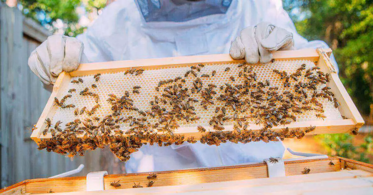 Beekeeping