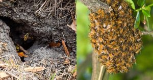 Ground and Wood nest bee