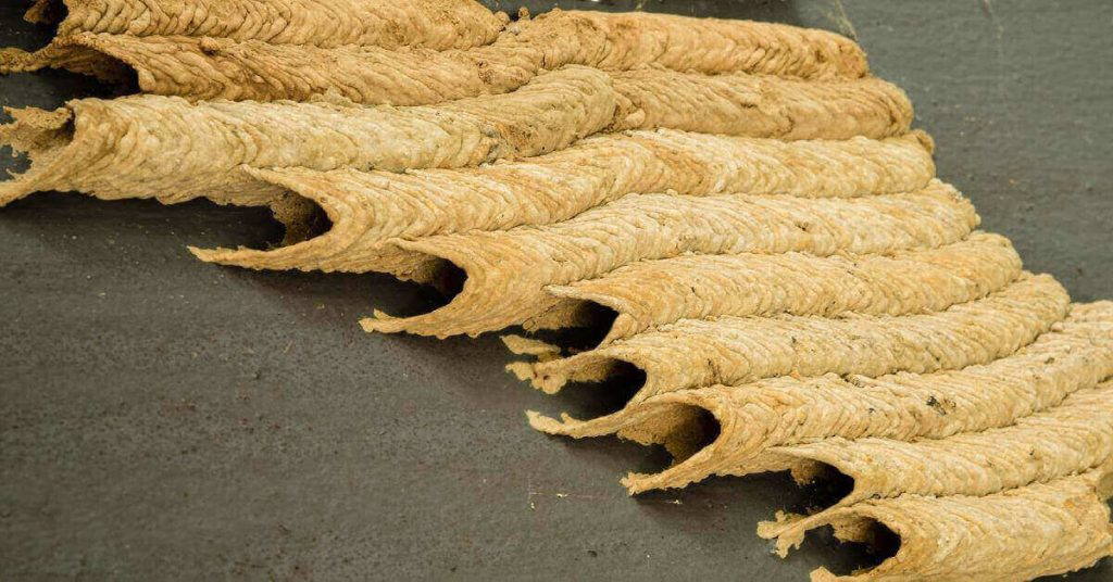 Types of Wasp Nests