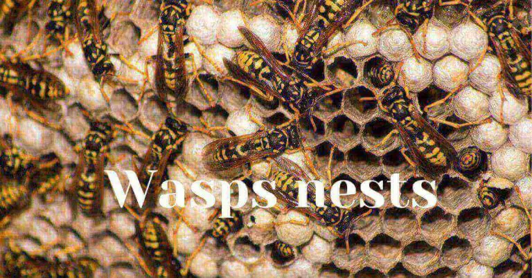 Type of wasp nest