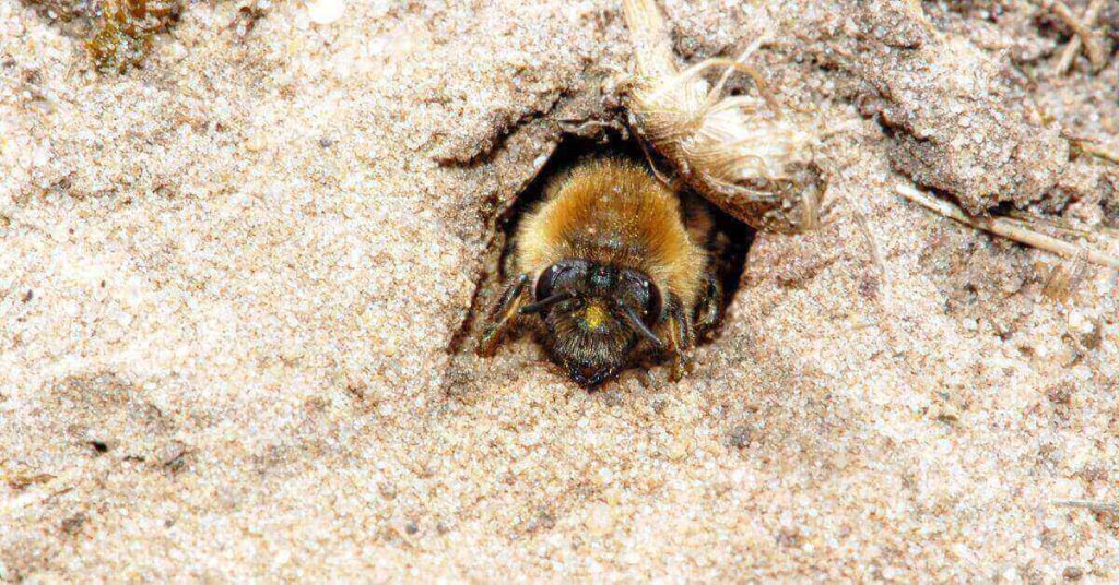 Types of Bee Nests