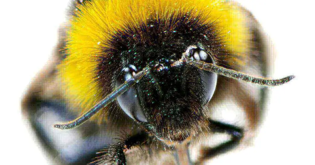 Bees Antenna