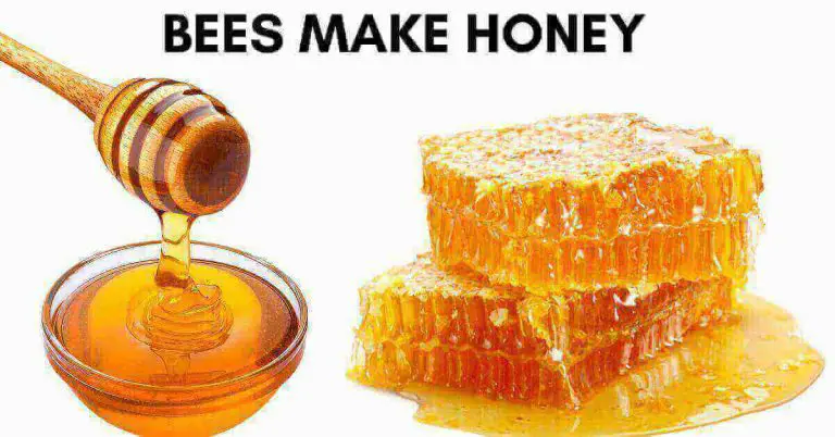 Bees Make Honey