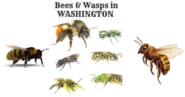 Bees & Wasps in WASHINGTON