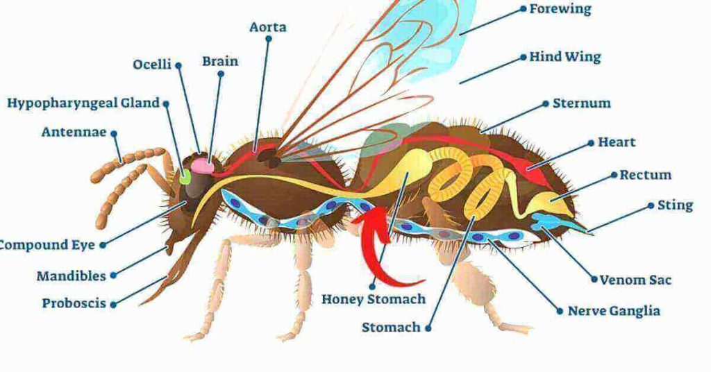 Do bees poop