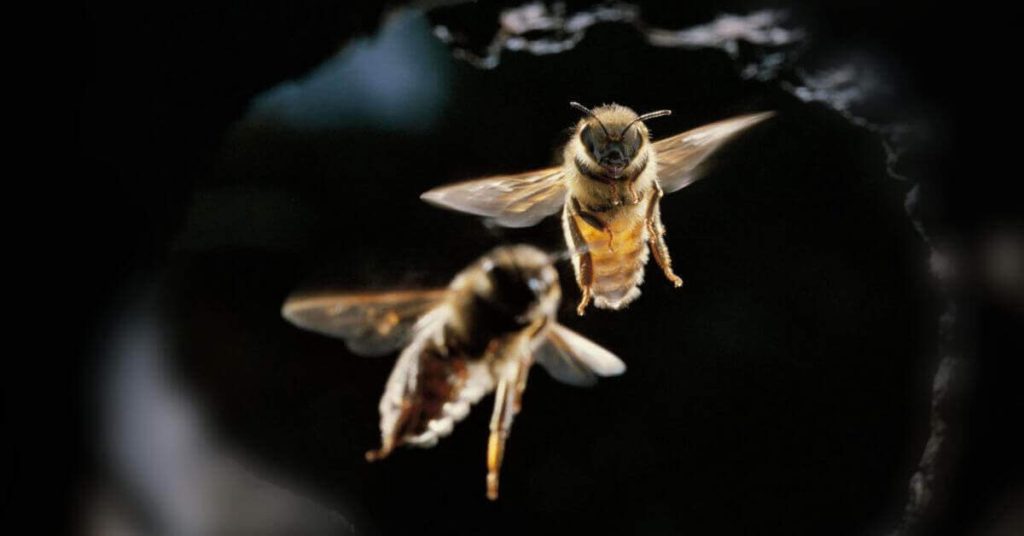 Do bees fly at night
