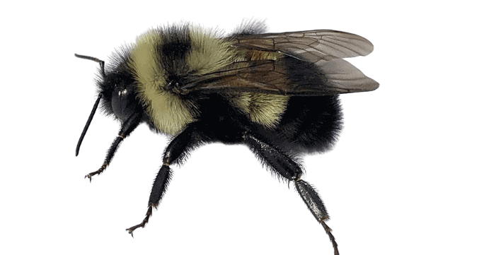Common Eastern Bumble Bee Florida