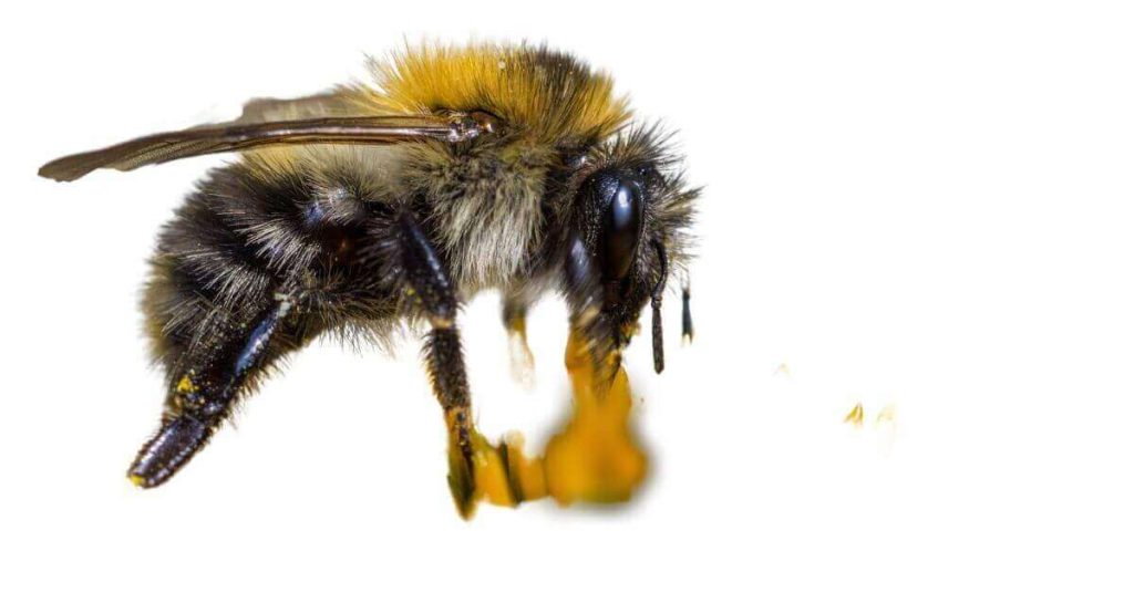 Types of Bees in Washington State