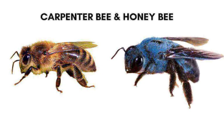 Carpenter bee & honey bee