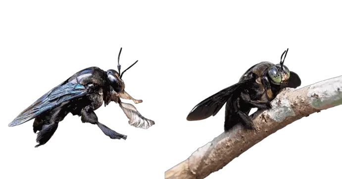 _Carpenter_Bees