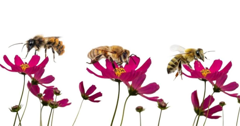 Honey Bees vs Mason Bees