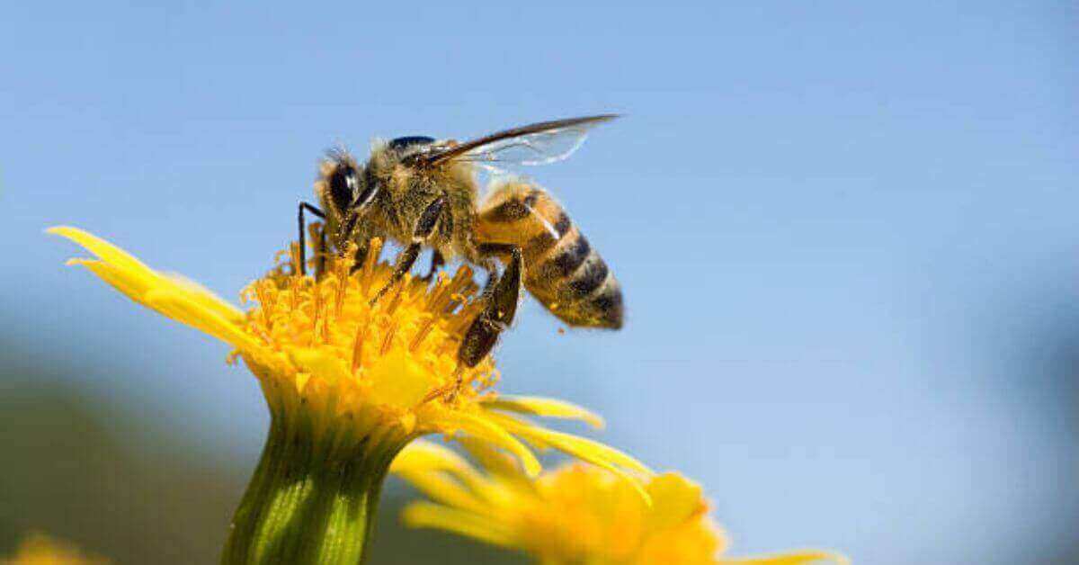 Carpenter Bees vs Honey Bees