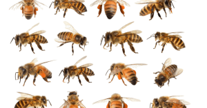 Honey making bees types of honey bees