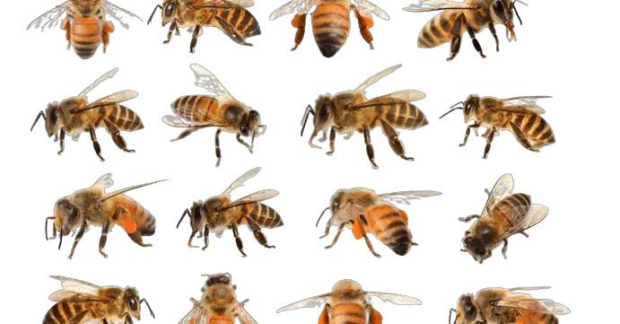 Types Of Honey Bees An Introduction To The Different Species 8481