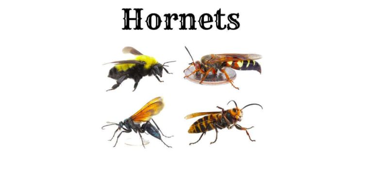 Hornets