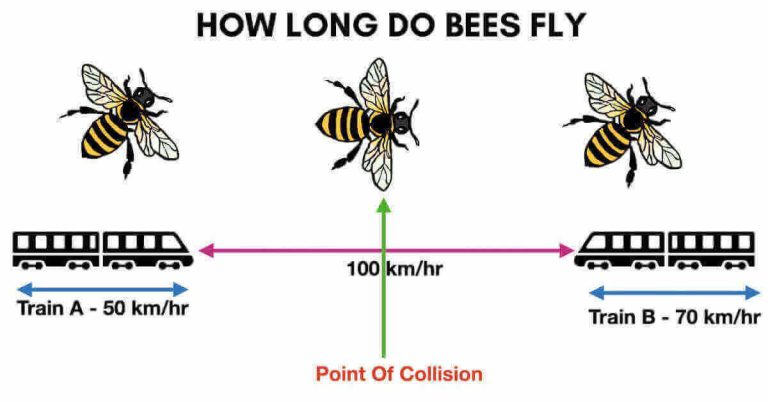 How long do bees fly