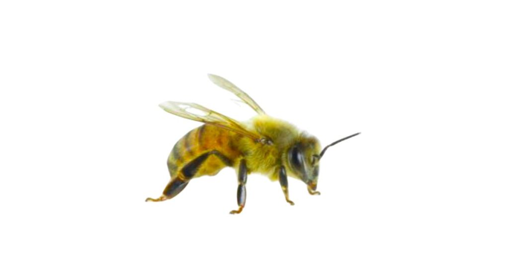 Bees in Australia