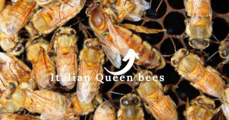 Italian queen bee