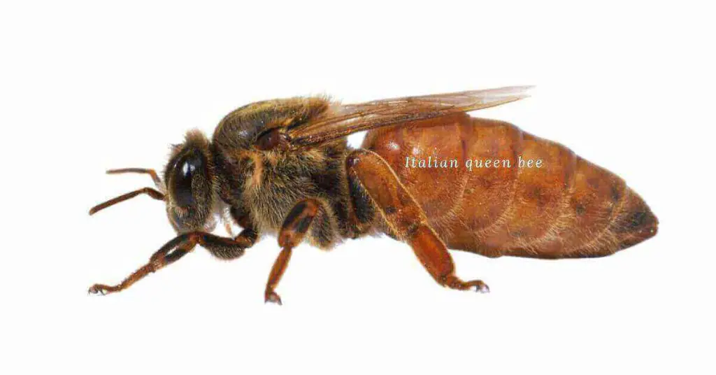 queen bee 