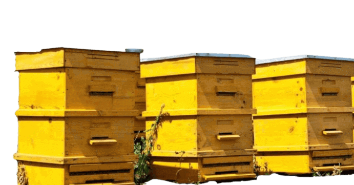 Types of Beehives
