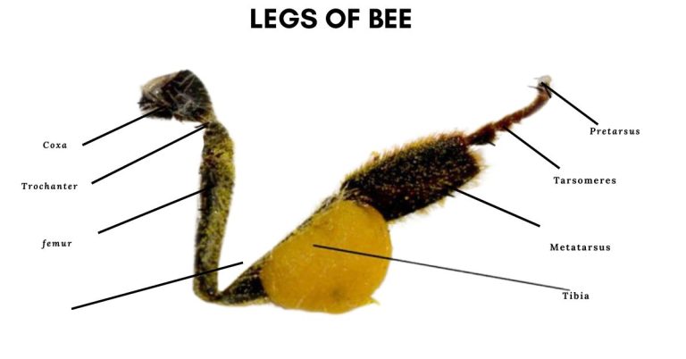 Legs of bee