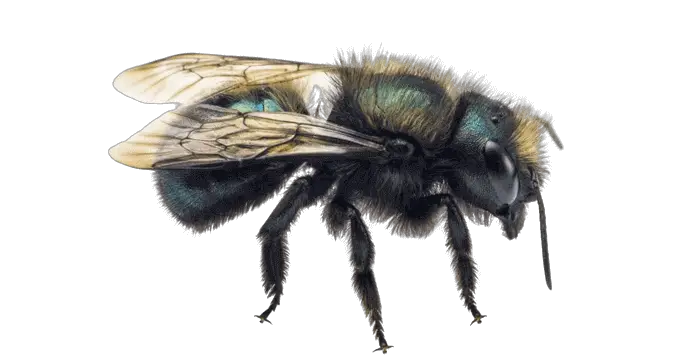 Osmia_bee