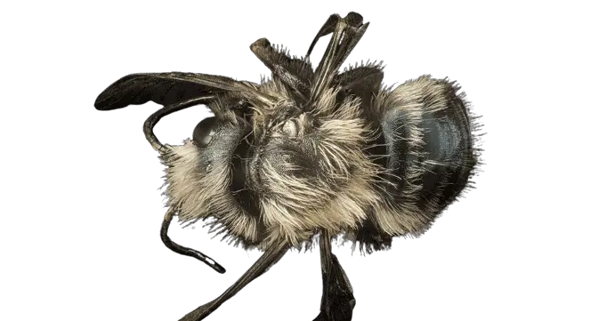 Osmia_californica