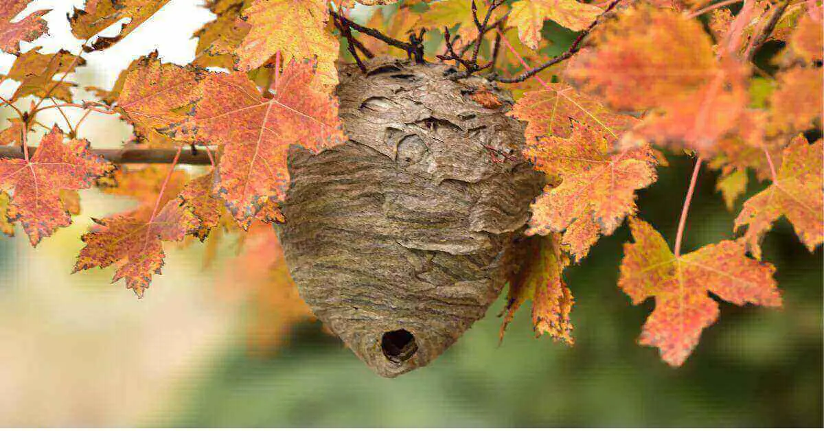 5 Types Of Wasp Nests And Their Identification