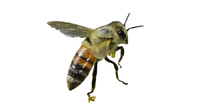 why bees make honey