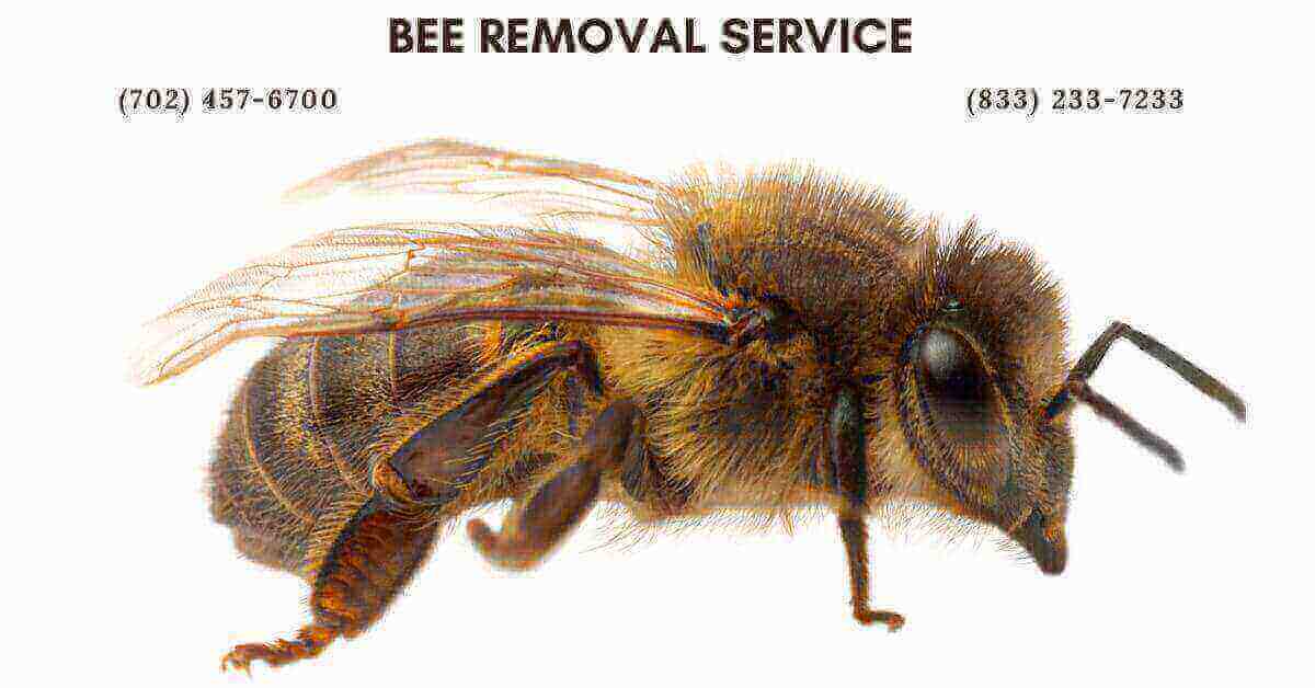 bee removal in las vegas