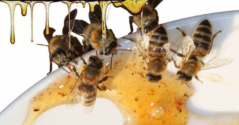 Do Bees Eat Honey? The Truth About Their Dietary Habits.