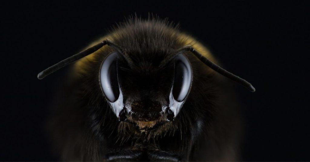 bees use antenna for hearing 