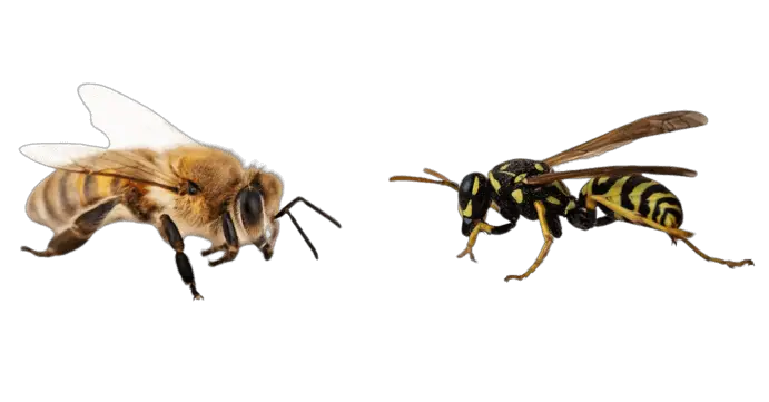 Bees vs Ants
