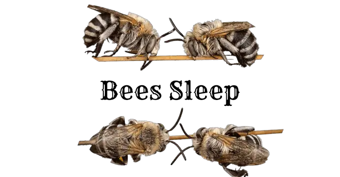 bees_sleep