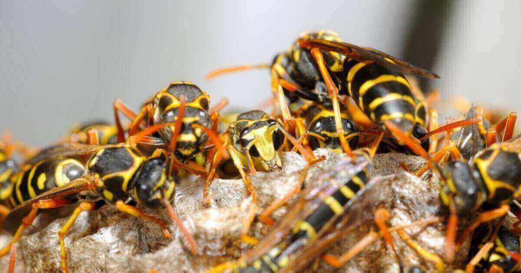 Types of Wasp Nests 