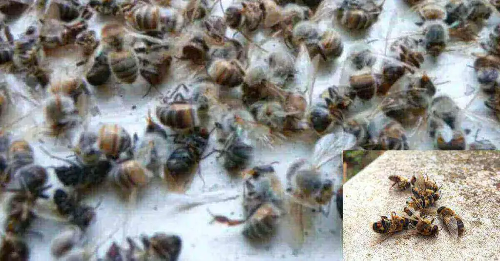 do bees die in winter