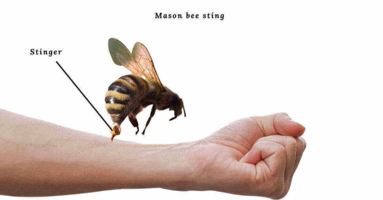 mason bee sting