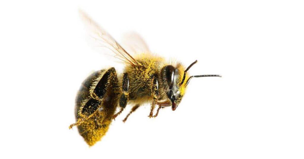 How Fast do bees fly