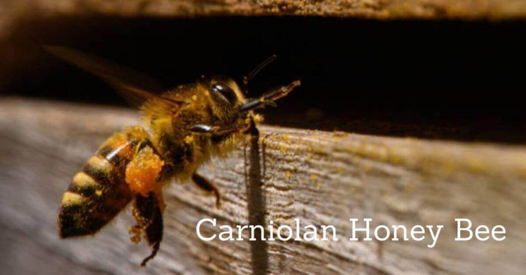 Carniolan Honey Bee