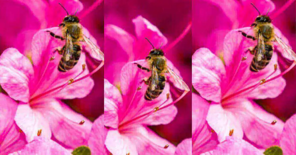 Carniolan Honey Bee pollination 