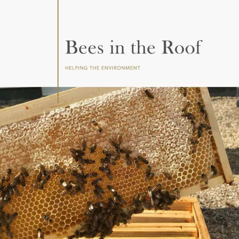 bees in roof