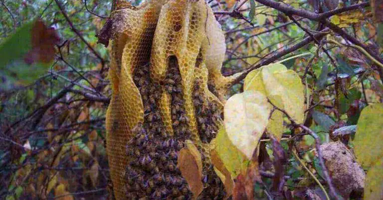 Natural beekeeping