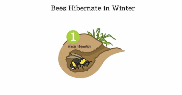 bees hibernation