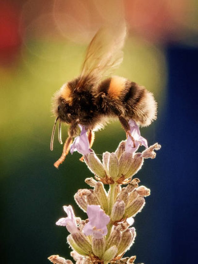 Do Bumble bee   make Honey? beesstyle.com