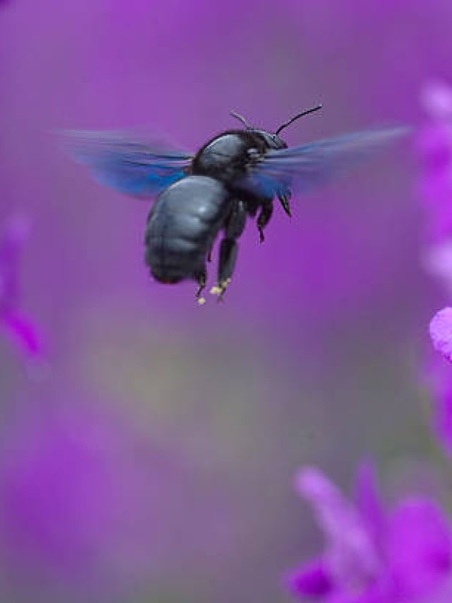 How to get Rid of Carpenter Bee Without Killing Them.