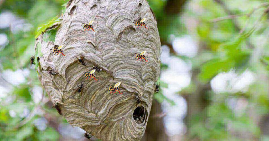 types wasps of nest on tree.
