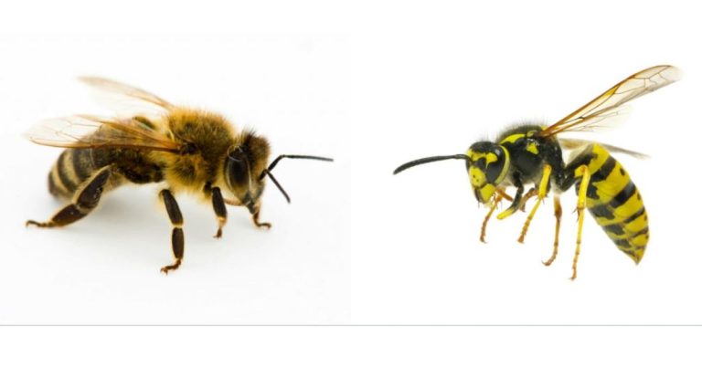 Aggressive bees