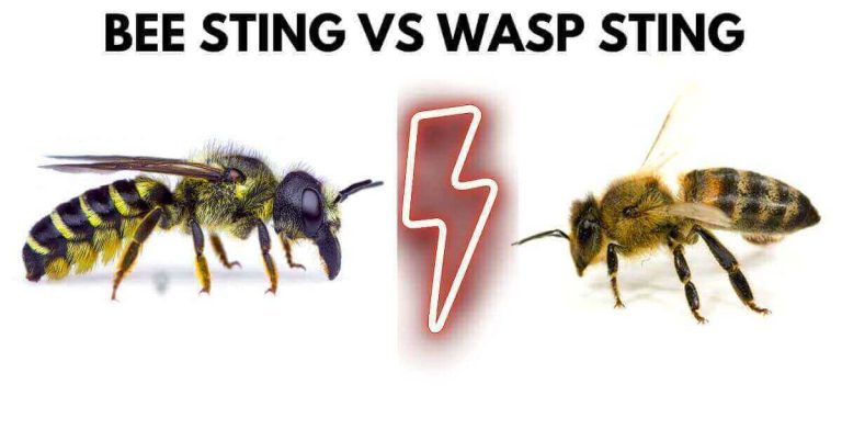 Bee sting vs wasp sting