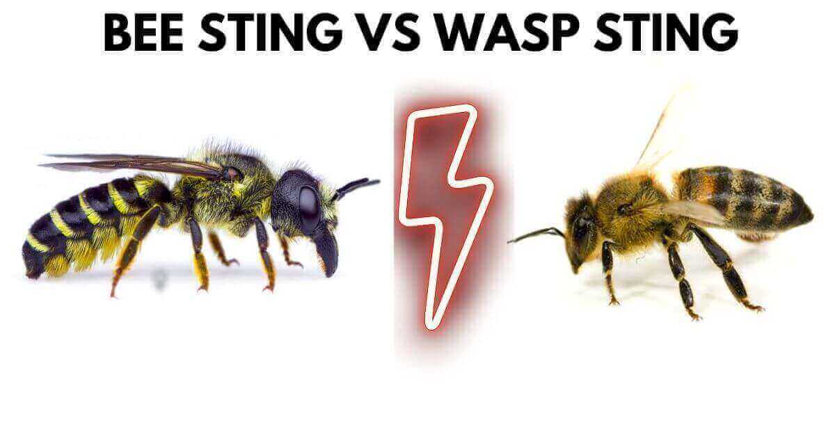 Bee Sting Vs Wasp Sting: Which is dangerous?